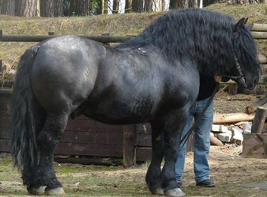 French Ardennes Horse
